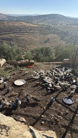 50جوز حمام بلدي وفي منهم بناديق