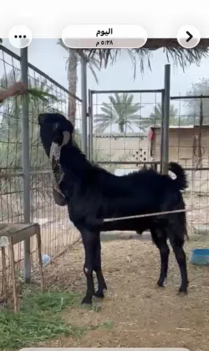 تيس حجازي ضخم هديد للبيع