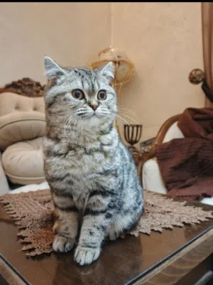 سكوتش ستريت n23 تابي انثى