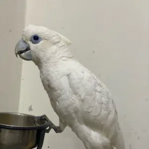 ماشاء الله 