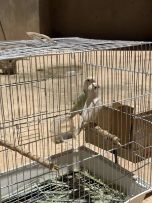جوز روز للبيع الذكر طفره نادر و الانثي البينو عين حمرا للبيع بلقفص الجوز منتج من قبل