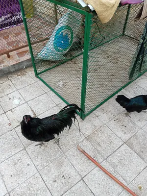 دجاج سومطرة نادر جوز