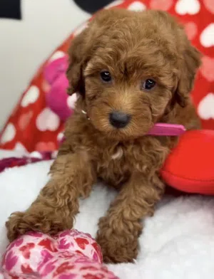 Premium quality toy poodle puppies