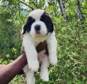 Purebred Saint Bernard Puppy Healthy, Fluffy & Ready for a Loving Home.