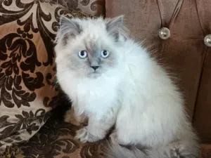كيتن قطط همالايا عمر3 اشهر