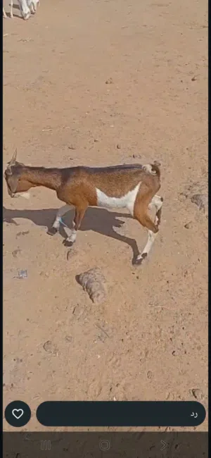 غيار ماه واعر