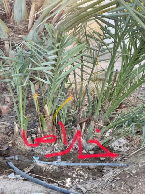للبيع فسائل نخيل متنوعة  Mixed Palm Offshoots for Sale
