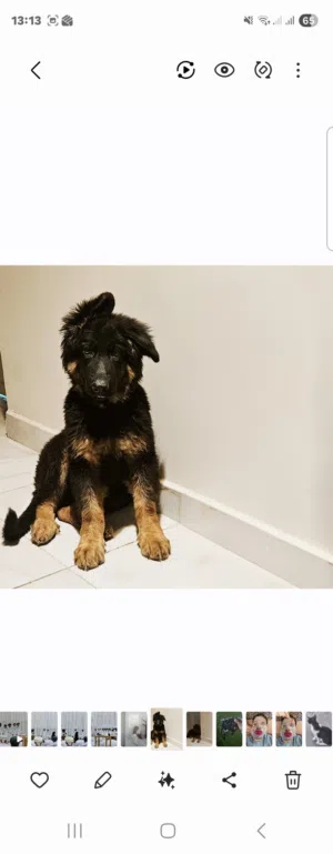 أنثى جيرمن للبيع female for sell