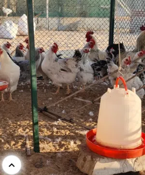 دجاج عربي اكثر من 20 دجاجة للبيع ومعاهم فلاليس