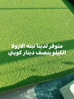 نبته الازولا أعلاف الماشية والدواجن والحمام والطيور بديله للأعلاف تحتوي علي بروتين