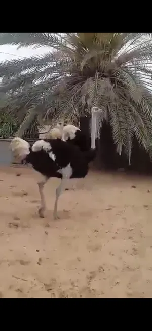Other Animals0