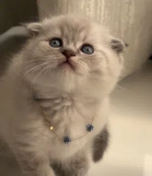 اي حد عنده قطه م يباه يتوصل على الرقم