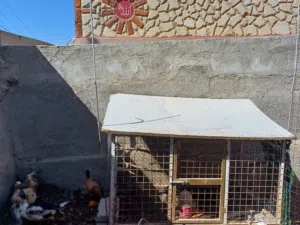 قن أو قفص أو خم دجاج حديد جامد وشبك حديد سميك تفصيل ممتاز ثقيل وعملي ليس بحاجة أي شيء