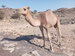 Camels0