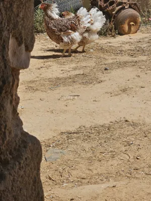 ون دوت للبيع