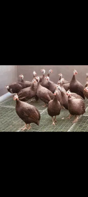 متوفر افراخ قبج احمر. نوادر زوج عمر شهرين ونص البصره المدينه الهوير. توصيل بعد تحويل المبلغ