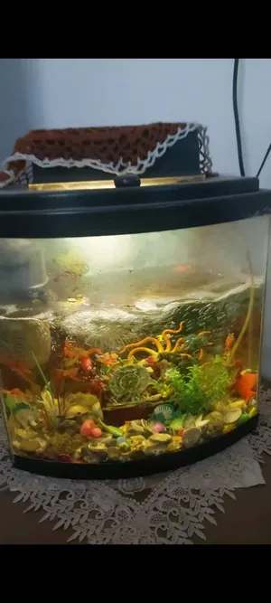 Accessories . Fish2