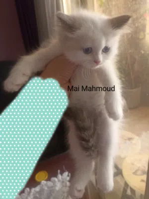 بنت راغدول باي كلر بيور