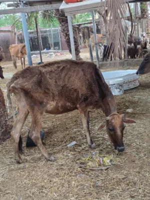 بقره تهجين جيرسي عشار زاهبه تحدر