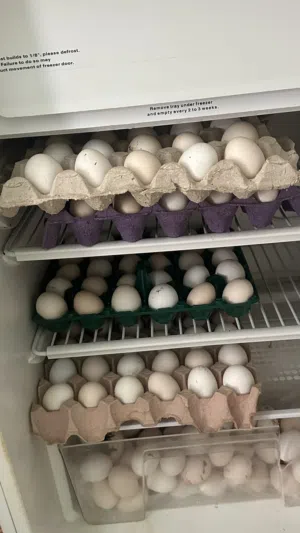 يتوفر لدينا بيض عماني