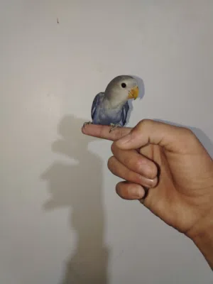 روز اليف جدا ماشاء الله