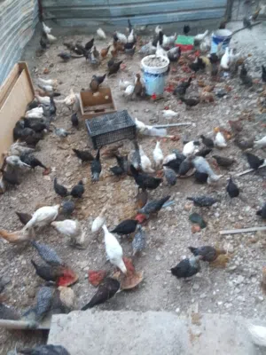 فراخ عمر من شهر ونص ل 3 شهور ونص