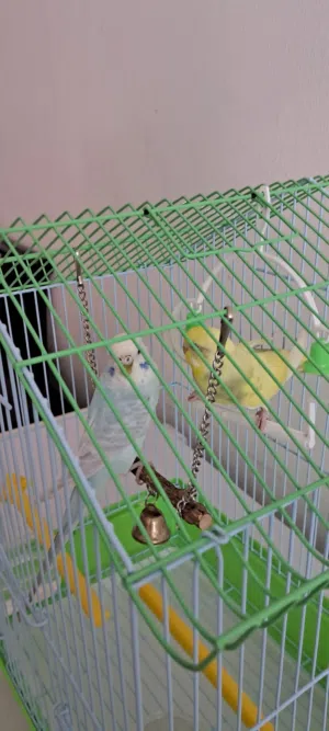 طيور بادجي للبيع