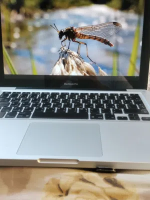 macOS Apple for sale  in Muscat