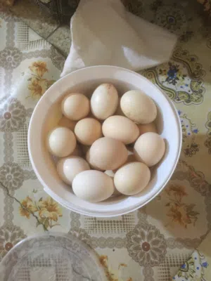 يوجد بيض دجاج كويتي طبقه