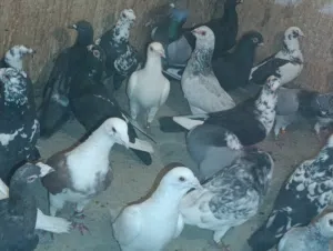 متاح غرفه  انتاج زواجل ومراسليات اغلبها  جواز تحضين  سلاله قويه ومختمات