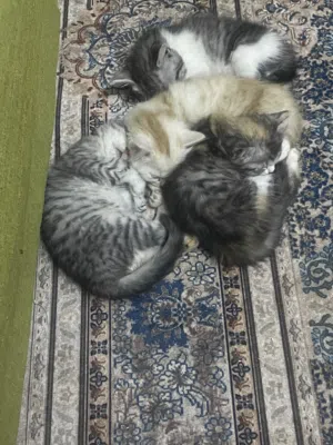 قطط تلاثه للبيع