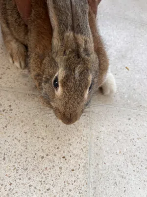 هذا للبيع لمن يهمه الأمر