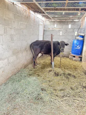 ثور عماني عمر سنتين  فل سمنه