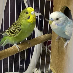 زوج بادجی للبیع فقد