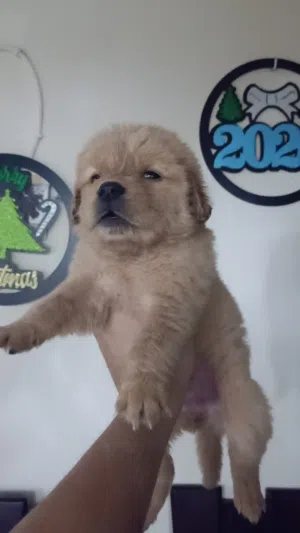 Golden girl puppy