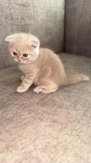 كيتنز سكوتش فولد