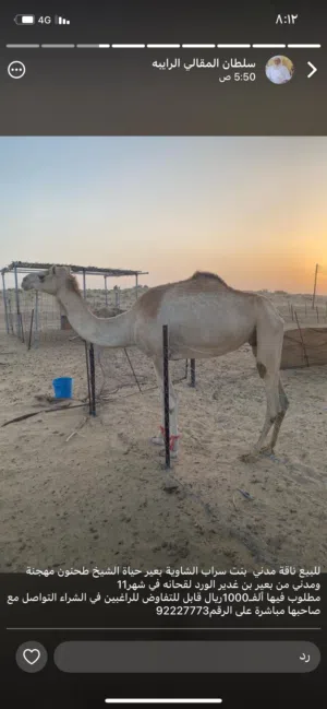 ناقة مدني من سلالة طيبة