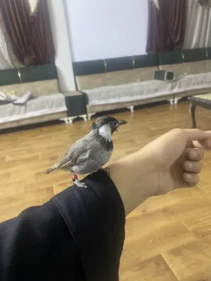 سلام عليكم  بلبل البيع را يكمل صبغ طير مخلف فول تغريد