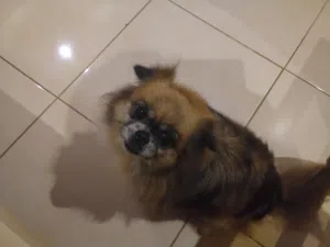 كلبه بكنواه