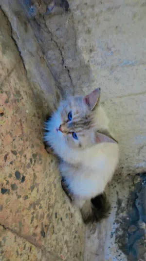 قط هملايا نقي أنثى