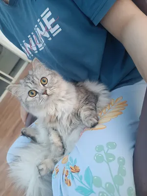 Persian2