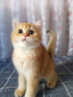 سكوتش ستريت