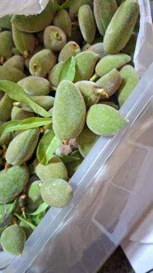لوز اخضر طازه تلقيط اليوم طري وحامض الكيلو 2.5