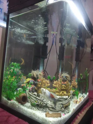 Accessories . Fish1