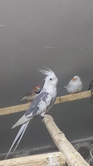 سلام   عليكم    كوكتيل