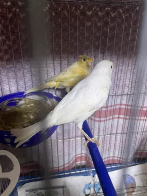 جوز للبيع اقراء الوصف