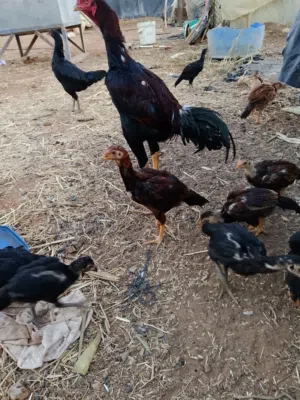 صيصان باكستاني اصلي حبه ب 8 دنانير