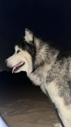 سلام عليكم عندي جلب ألاسكا مالموت بيور مستوى قوي جداً للتزاوج و إذا في احد عنده انثى للتبني يكلمني
