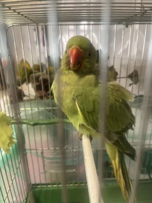 ببغاء دره ذكر