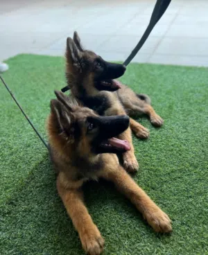 Purebred German shepherd long hair black mask. عمر 3 اشهر  ذكور و إناث قابل للتفاوض